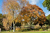 BETULA PENDULA