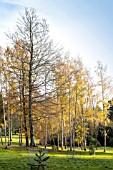 BETULA PENDULA