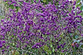 CALLICARPA BODINIERI PROFUSION