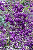 CALLICARPA BODINIERI PROFUSION