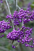 CALLICARPA BODINIERI PROFUSION