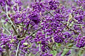 CALLICARPA BODINIERI PROFUSION