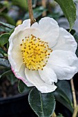 CAMELLIA SASANQUA NARUMIGATA