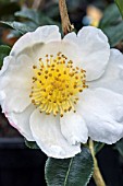 CAMELLIA SASANQUA NARUMIGATA