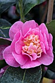 CAMELLIA SASANQUA WINTERS JOY