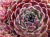 SEMPERVIVUM TECTORUM (HOUSELEEK)