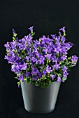 CAMPANULA AMBELLA INTENSE BLUE