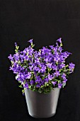 CAMPANULA AMBELLA INTENSE BLUE