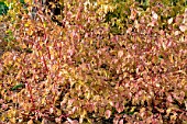 CORNUS SANGUINEA ANNYS WINTER ORANGE