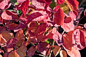 COTINUS CANDY FLOSS