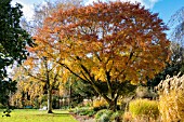 FAGUS ENGLERIANA