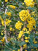 MAHONIA AQUIFOLIUM (OREGON GRAPE)