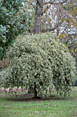 ILEX ARGENTEA MARGINATA PENDULA