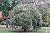 ILEX ARGENTEA MARGINATA PENDULA