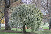 ILEX ARGENTEA MARGINATA PENDULA