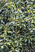 ILEX WEEPING GOLDEN MILKMAID