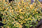 LIGUSTRUM UNDULATUM LEMON LIME & CLIPPERS