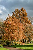 METASEQUOIA GLYPTOSTROBOIDES