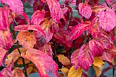 PARROTIA PERSIAN SPIRE