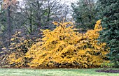 PARROTIA PERSICA