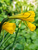 NARCISSUS BULBOCODIUM (HOOPED PETTITCOAT DAFFODIL)