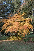 PARROTIA PERSICA