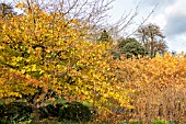 PARROTIA PERSICA