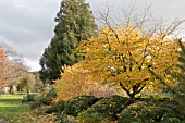 PARROTIA PERSICA