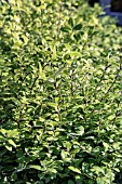 PITTOSPORUM TENUIFOLIUM GOLF BALL