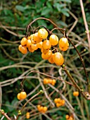 VIBURNUM OPULUS XANTHOCARPUM (GUELDER ROSE)