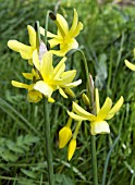 NARCISSUS HAWERA (DAFFODIL)