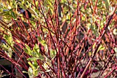 SALIX INTEGRA FLAMINGO