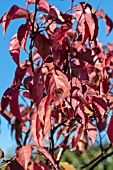 STACHYURUS CHINENSIS CELINA