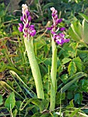 ORCHIS MASCULA (EARLY PURPLE ORCHID)