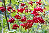 VIBURNUM OPULUS