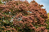 ZELKOVA SERRATA