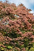 ZELKOVA SERRATA