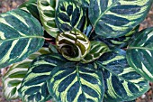 CALATHEA MAROYANA