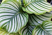 CALATHEA ORBICULATA