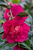 CAMELLIA BIEMALIS BONANZA