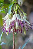 CLEMATIS NEPALENSIS