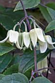 CLEMATIS UROPHYLLA WINTER BEAUTY