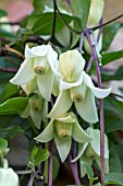 CLEMATIS UROPHYLLA WINTER BEAUTY