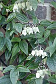 CLEMATIS UROPHYLLA WINTER BEAUTY