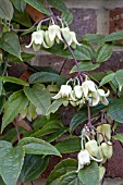 CLEMATIS UROPHYLLA WINTER BEAUTY