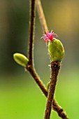 CORYLUS AVELLANA