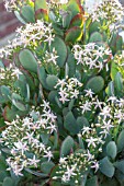 CRASSULA OVATA ONDULATIFOLIA