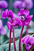 CYCLAMEN COUM