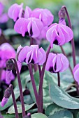 CYCLAMEN COUM