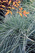 FESTUCA GLAUCA INTENSE BLUE